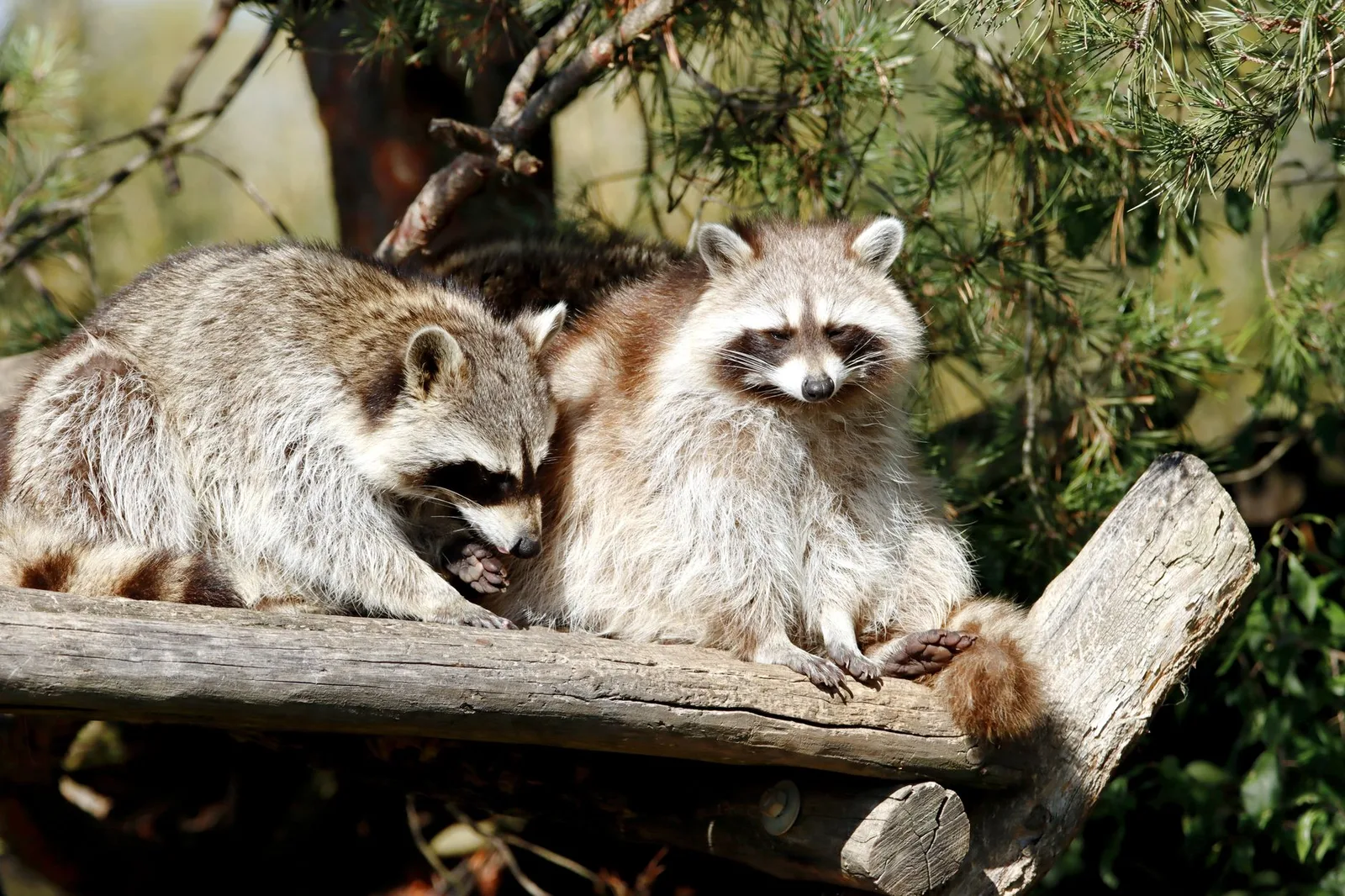 Humane animal removal in Boulder, CO — raccoons, bats, squirrels, skunks, birds