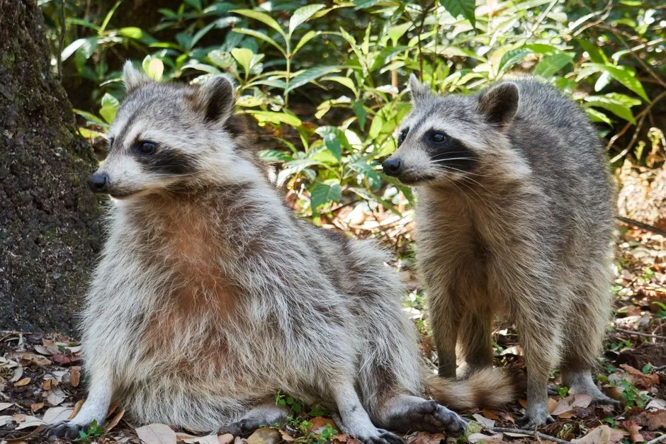 Raccoon Removal in Boulder, CO by Boulder Wildlife Solutions